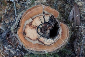 roots