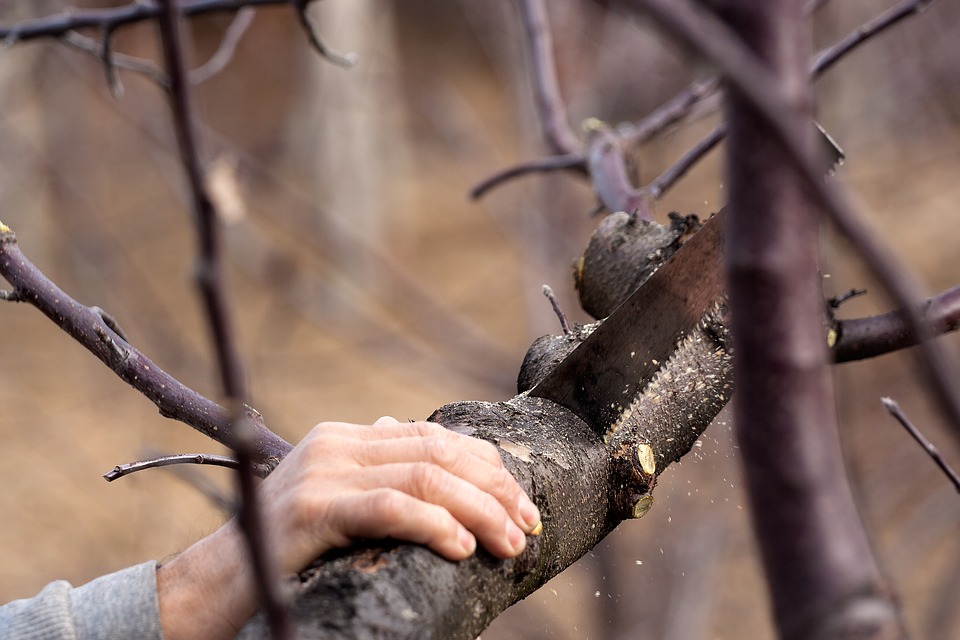 Common Reasons for Tree Removal